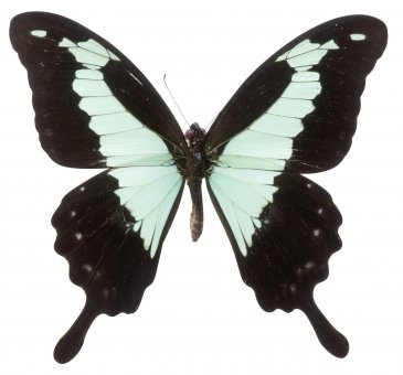 Schmetterling, Papilio 