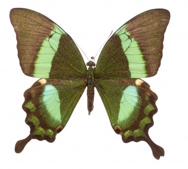 Papilio daedalus 