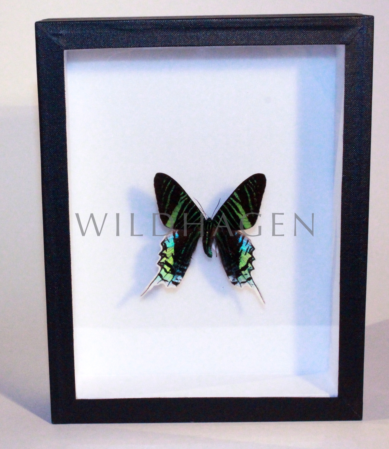 Wildhagens Kuriositätenkabinett | Schmetterling im Rahmen | Wunderkammer